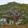 LA UNION CENTENNIAL TREE (ALSO KNOWN AS CARCARMAY ACACIA TREE; VICTOR ORTEGA TREE)